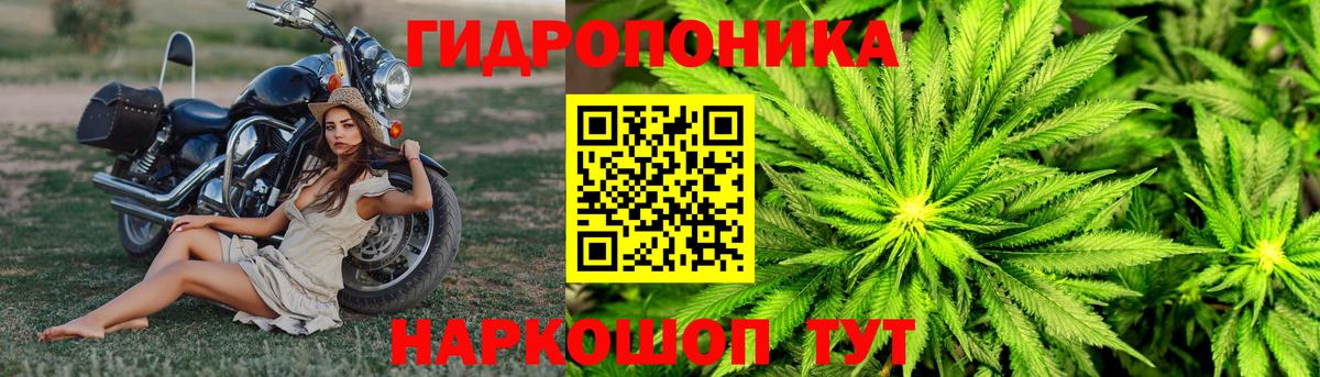 Ессентуки  Бошки марихуана планчик  Конопля AK-47  Бошки Шишки MAZAR  Вход с VPN 